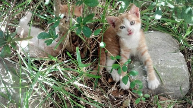 引擎轰鸣!杰伦·格林化身休斯顿攻防转换核心,火箭轻取猛龙彰显新章