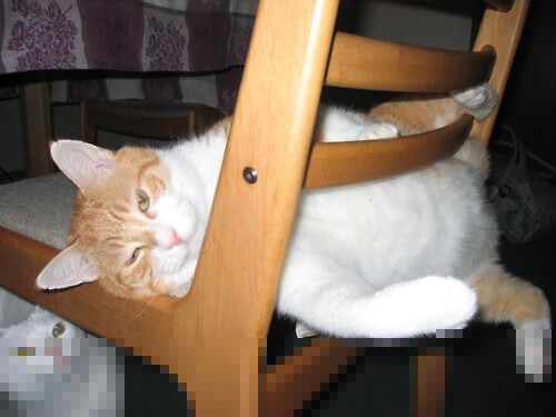 奥运前夜，空中霸王降临，锡安暴力美学导演魔术狂胜，奥运门票已握手中？