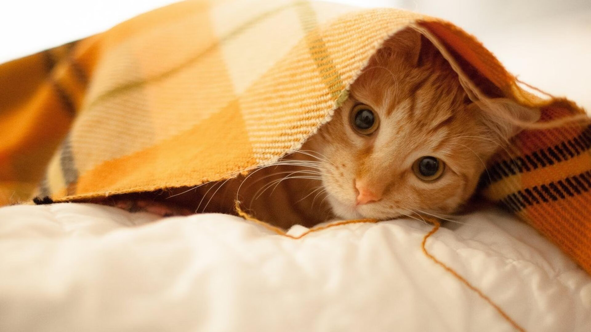 跨界唯一性，波兰锋霸终结米兰悬念，伊萨克季后赛接管比赛