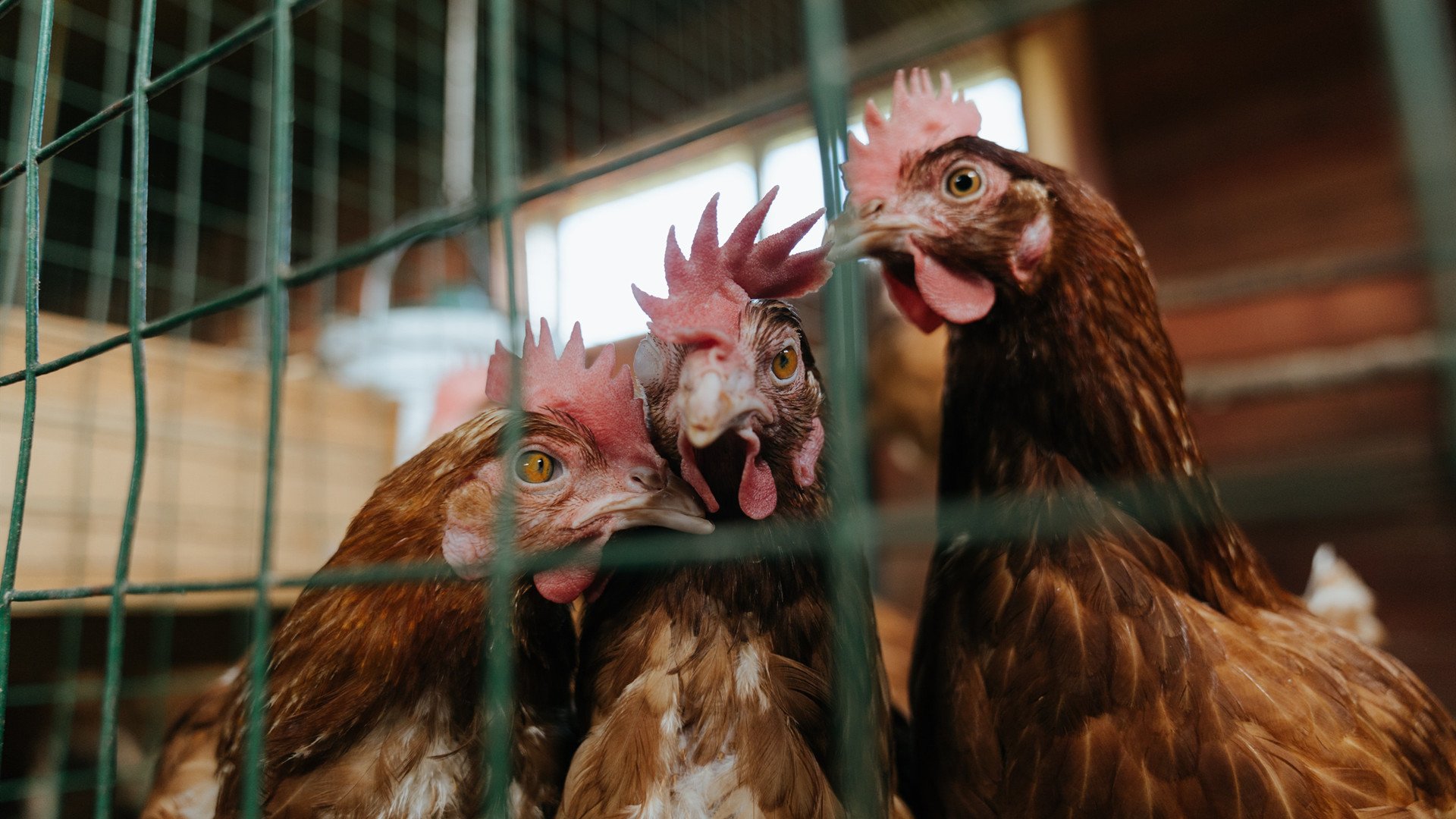 开云体育app-跨界风暴，皇家社会北美称王，德里赫特篮球之巅逆天改命