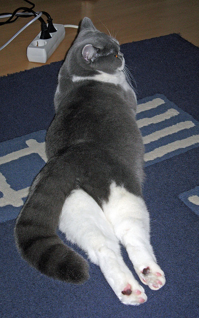 穿透喧嚣的轻响,基米希的那一脚与世界停转