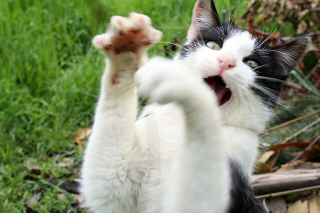 声浪为王，当F1街道赛的轰鸣遇见锡安的独奏之夜