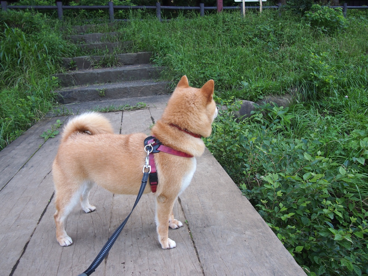 掘金镇魂曲，小贾伦的禁飞区埋葬了勇士最后的王朝余晖