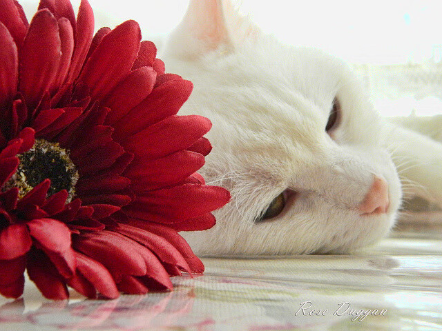 虚拟与现实的裂缝,当上海大鲨鱼闯入NBA西部决赛