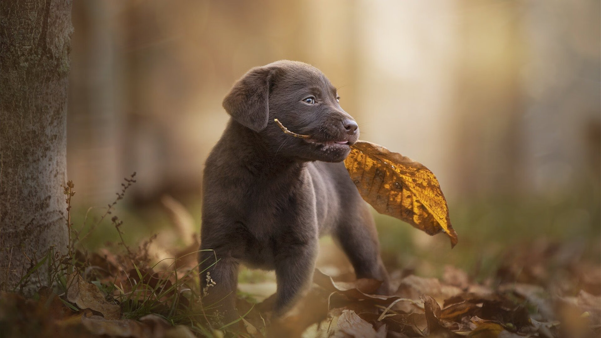 开云体育官网-向传奇致意，布克攻防两端统治，森林狼击退马刺续写传承