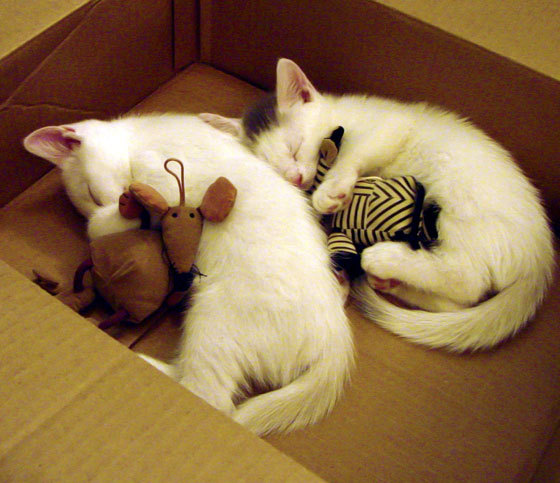 开云体育中国-破壁之战，当库尔图瓦戴罪立功，在巴西与尤文的遗忘赛场点燃烽火