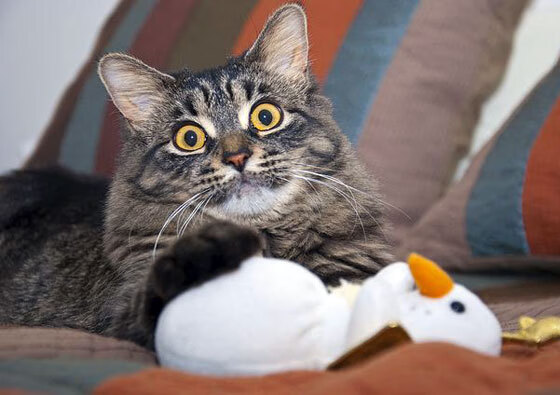 开云体育在线-废墟中的新生，当加纳狂胜巴黎与莱奥的抢七奇迹在瓦砾中交响