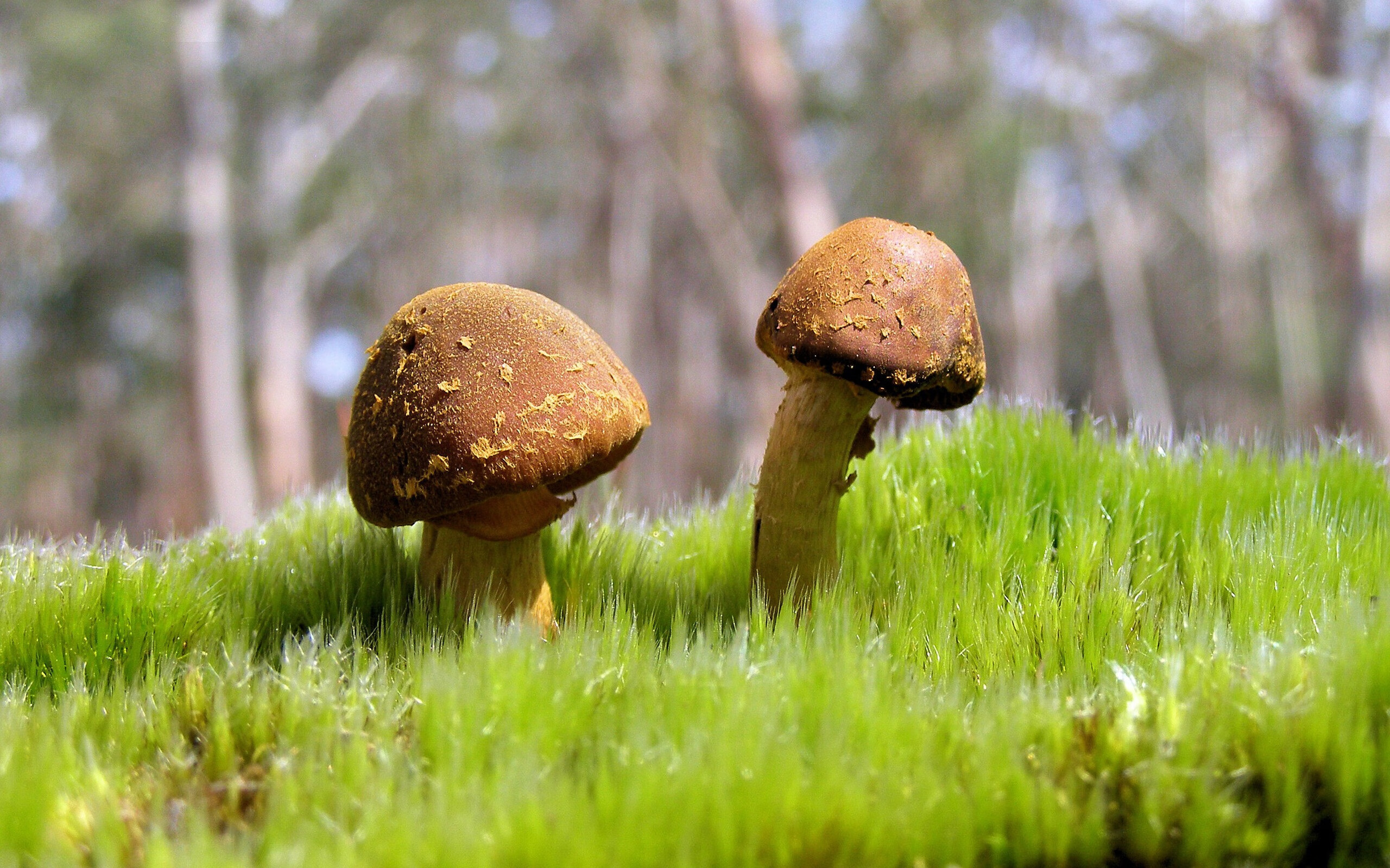 东决风云，当荷兰的橙色火力遇上几内亚的赤道防线