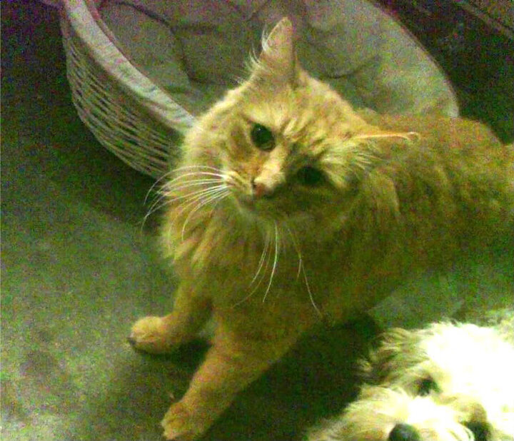 开云体育中国-火力封锁与个人统治，当湖人防线遇见希腊神话